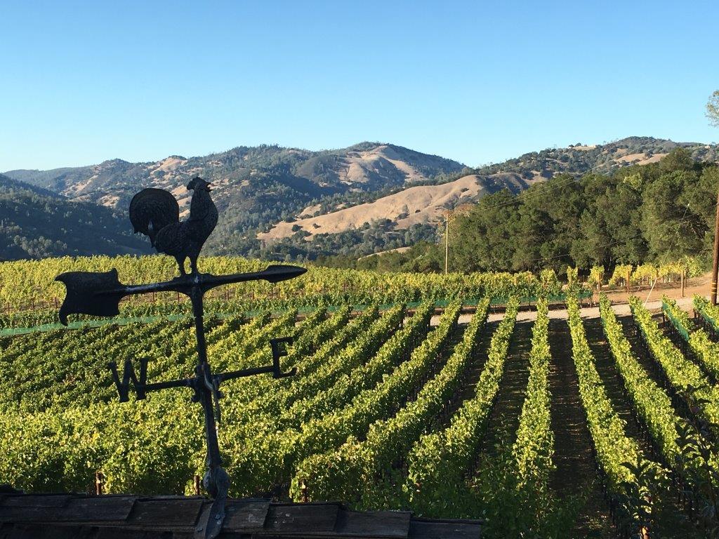 vineyard rows with weather vane in foreground